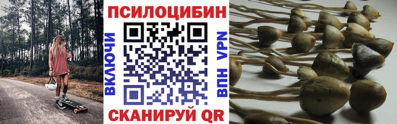 Галлюциногенные грибы Psilocybine cubensis  цена   Перевоз 